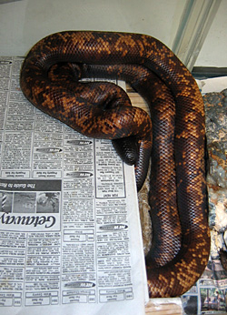 Calabar pair mating with cloacas above hide area.