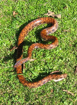 Adult Brazilian Rainbow Boa, 5' in length.