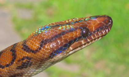 Head of Brazilian Rainbow Boa showing iridescence