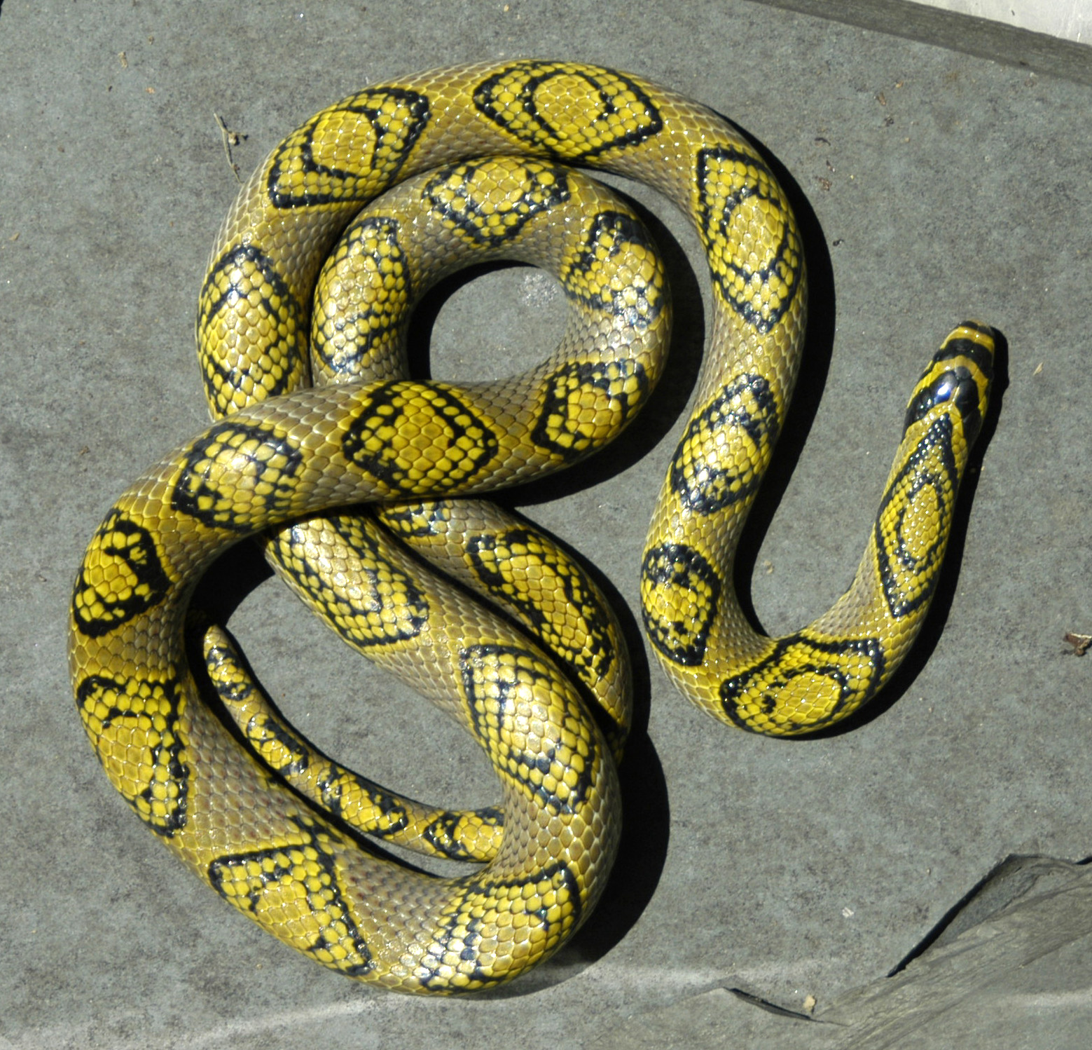 Mandarin Ratsnake - female - 2006