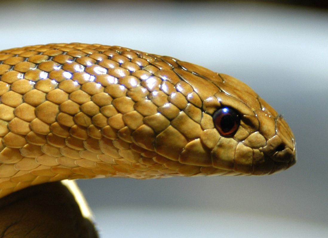 Pseudaspis - male - head - 2006