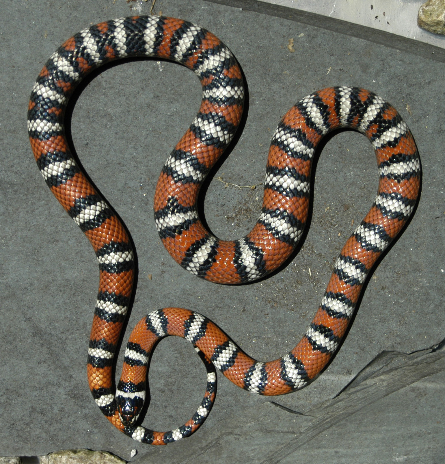 Mountain Kingsnake - female -2006