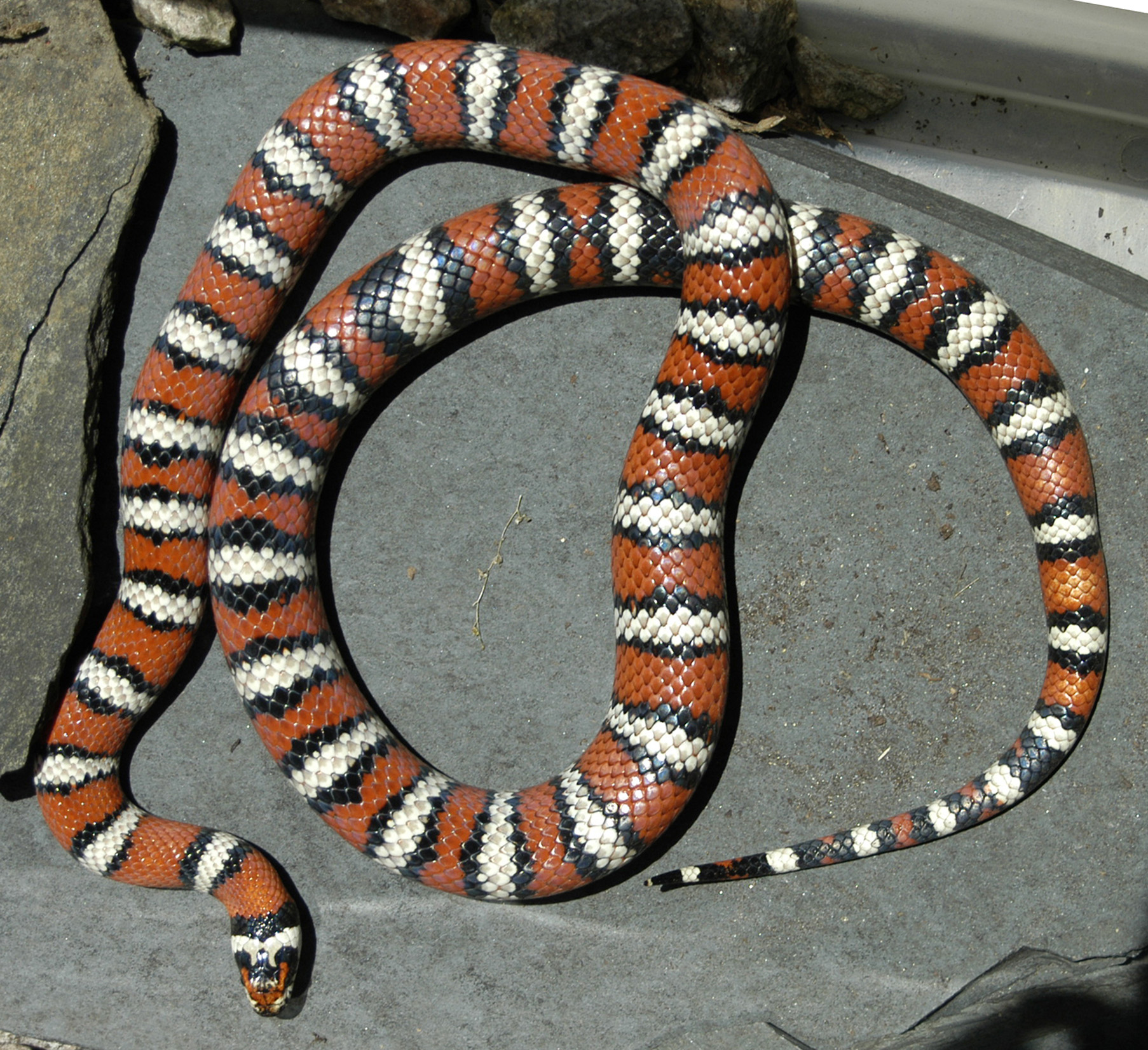 Mountain Kingsnake - male - 2006