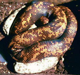 Calabar burrowing python with clutch of eggs - 1999